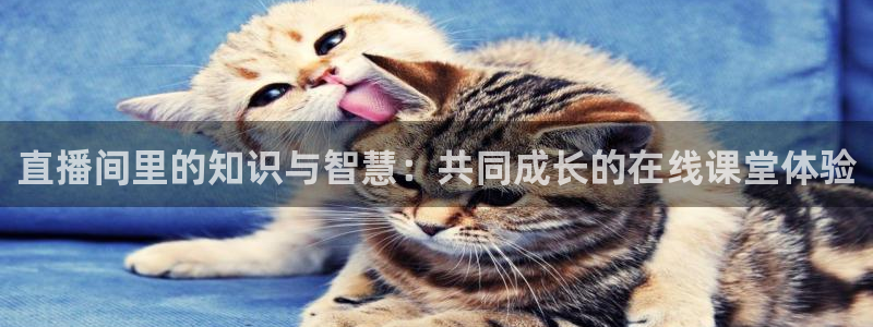 球神直播体育