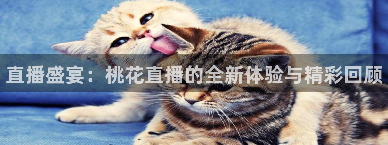 球神直播足球：直播盛宴：桃花直播的全新体验与精彩回顾